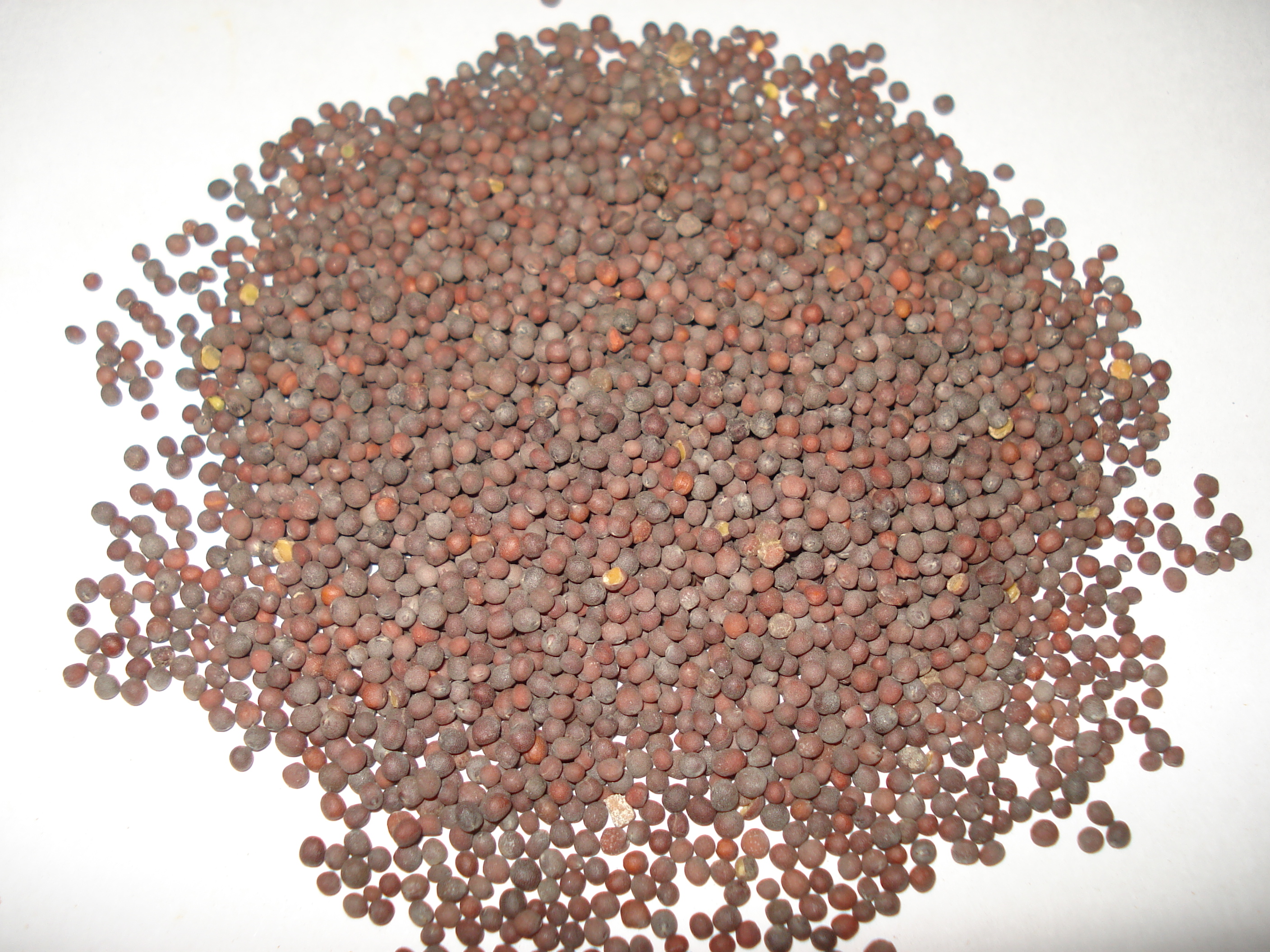 Black Mustard Seeds - High-purity tiny potent seeds - 99.9% machine-cleaned Sortex grade